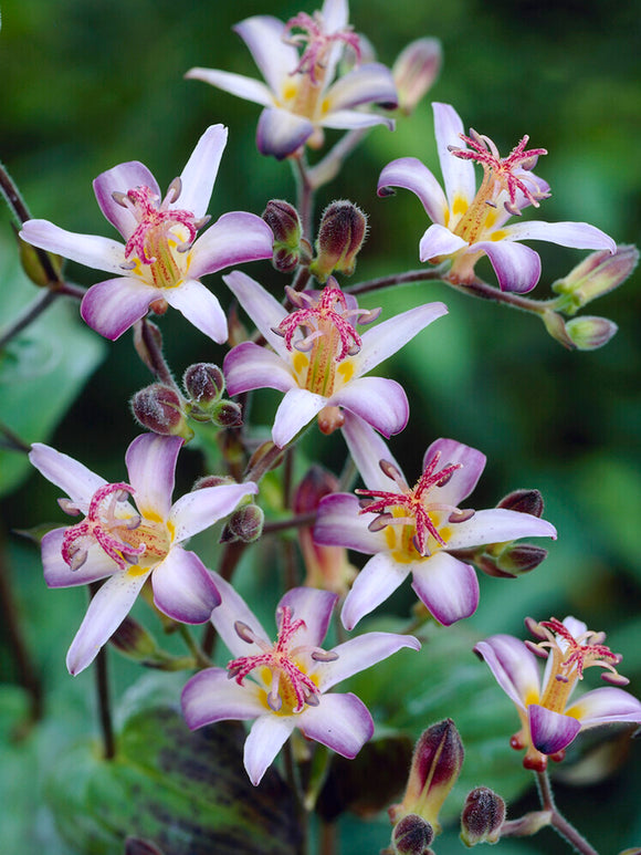 Buy Tricyrtis Taiwan Adbane (Toad Lily) Bare Roots for Spring Planting