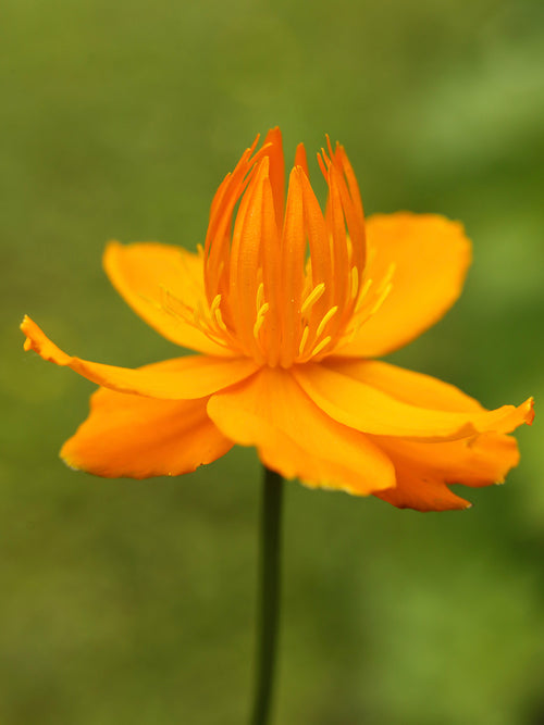 Buy Trollius chinensis Golden Queen (Globeflower) Bare Roots