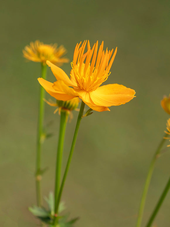 Trollius chinensis Golden Queen (Globeflower) Bare root plants