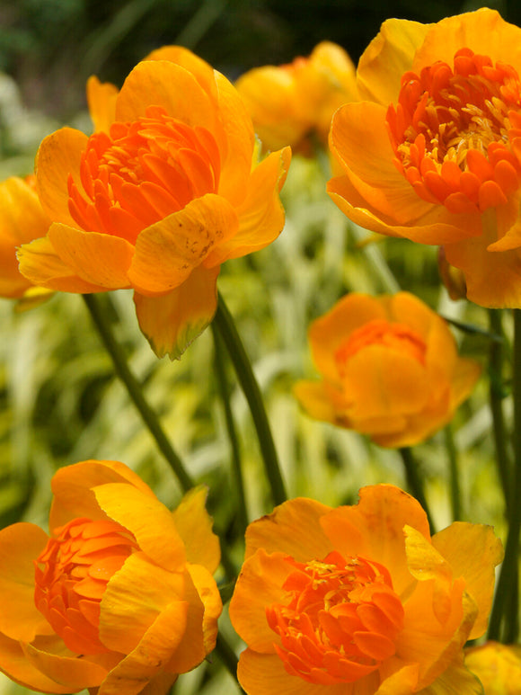Buy Trollius Orange Crest (Globeflower) Bare Roots 