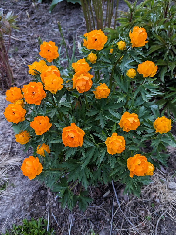Trollius Orange Crest (Globeflower) Bare root plants, delivery all over UK in the spring