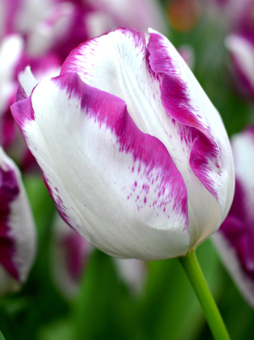 Tulip Affaire Bulbs from Holland