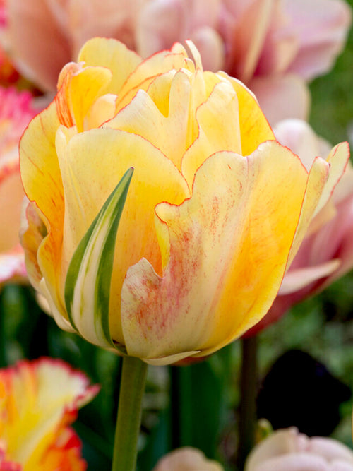 Tulip Bulbs Akebono