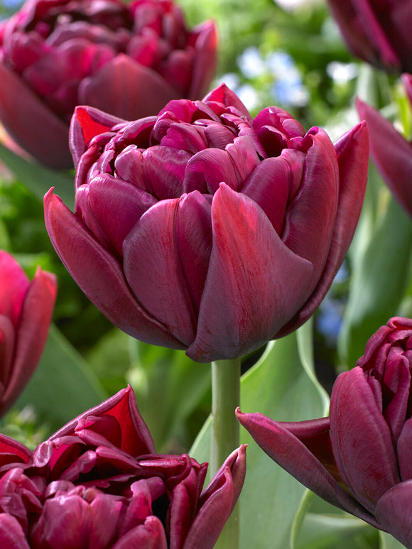 Tulip Alison Bradley