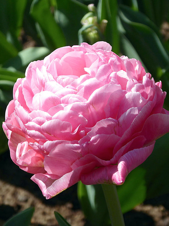 Peony Tulip Amazing Grace