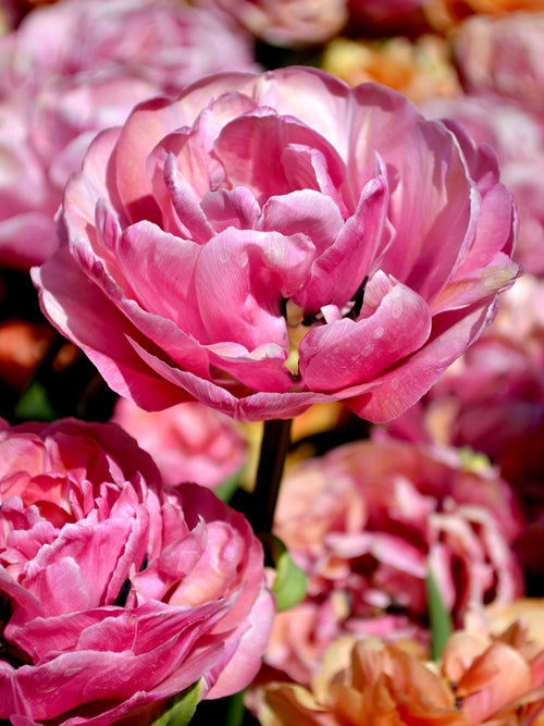 Tulip Amazing Grace Bulbs