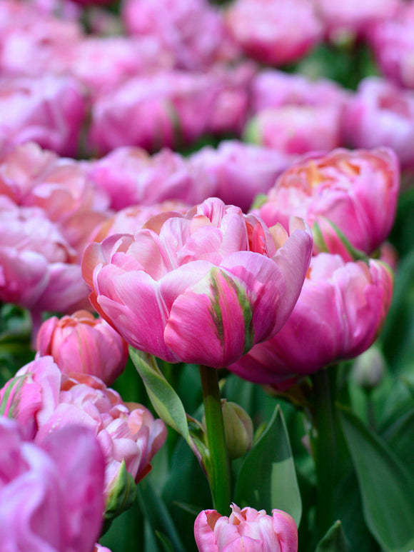 Peony Tulip Pink Amazing Grace