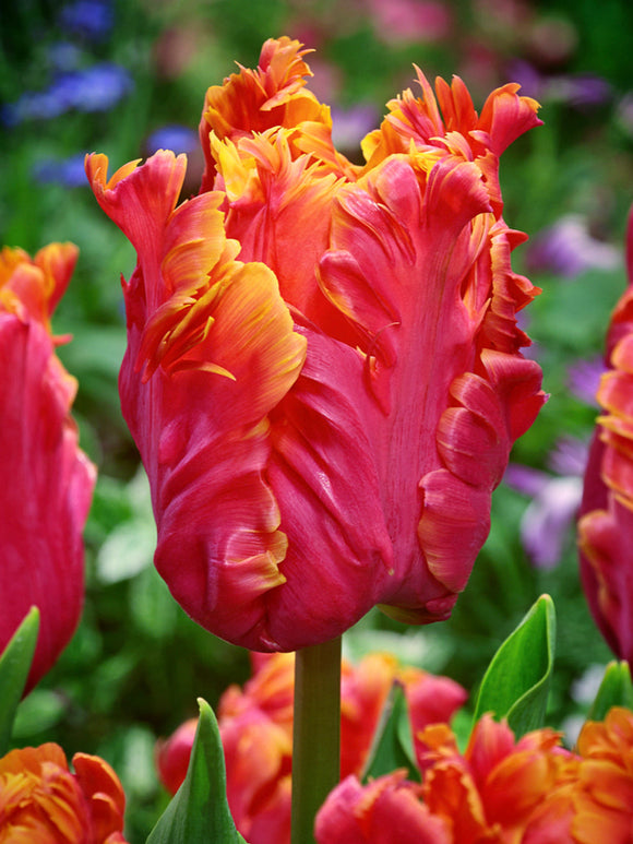 Tulip Bulbs Amazing Parrot DutchGrown™ UK