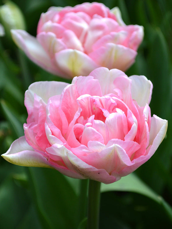 Order Angelique Tulip Flower Bulbs
