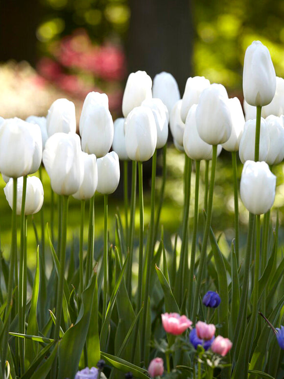 Tulip Bulbs Angels Wish