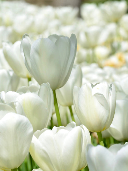 Tulip Flower Bulbs Angels Wish