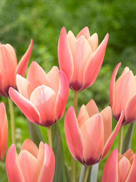 Delicate Tulip Annika flowers close‑up