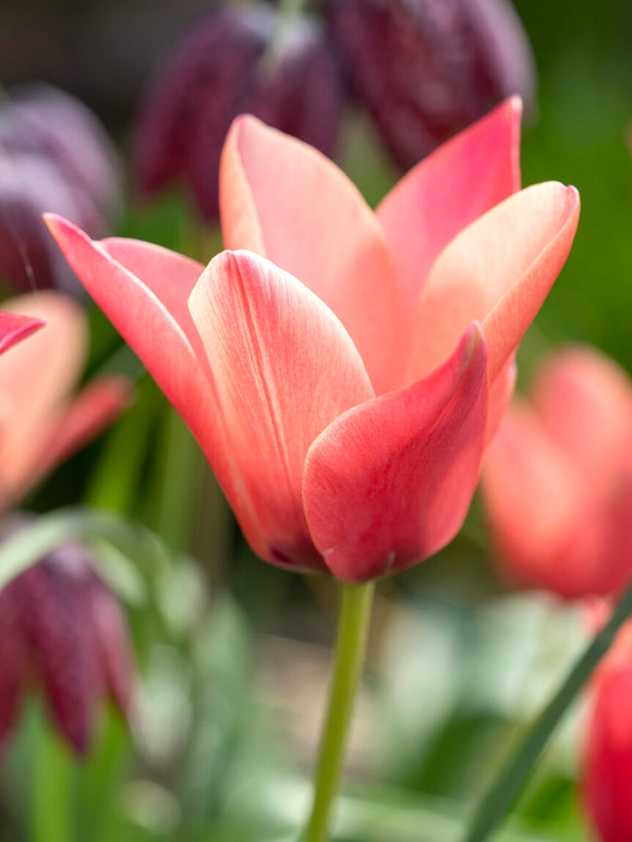 Tulipa clusiana Annika UK delivery