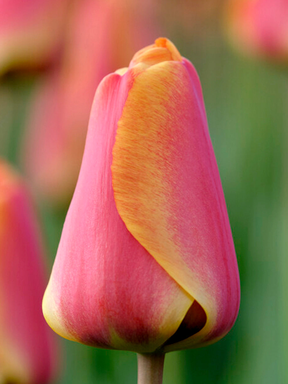 Tulip Apeldoorns Elite 493