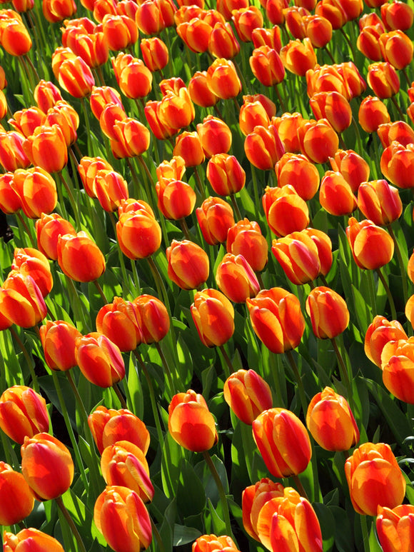 Tulip Apeldoorn's Elite Flower Bulbs