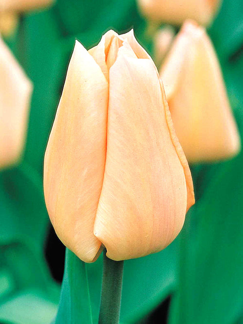 Tulip Bulbs Apricot Giant