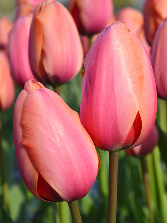 Buy Apricot Impression Tulip Bulbs with delivery in the UK