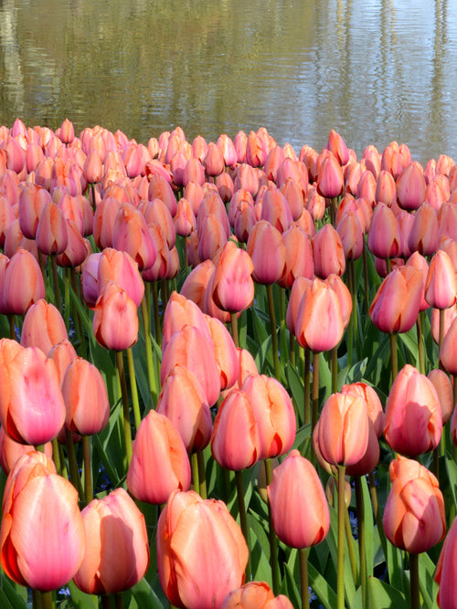 Tulip Apricot Impression Bulbs UK