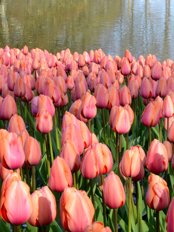Tulip Apricot Impression Bulbs UK