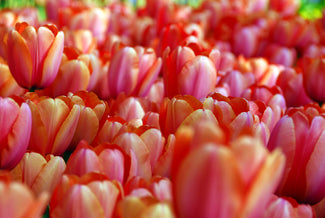 Tulip Salmon Impression