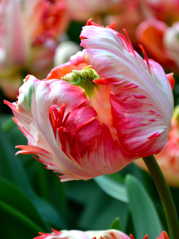 Buy Apricot Parrot Tulip Bulbs