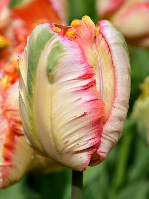 Tulip Apricot Parrot Bulbs UK delivery