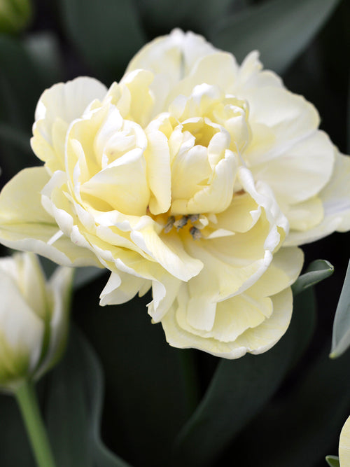 Tulip Bulbs Avant Garde - Peony like cream tulips