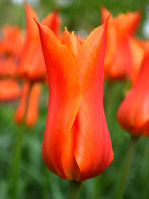 Tulip Ballerina