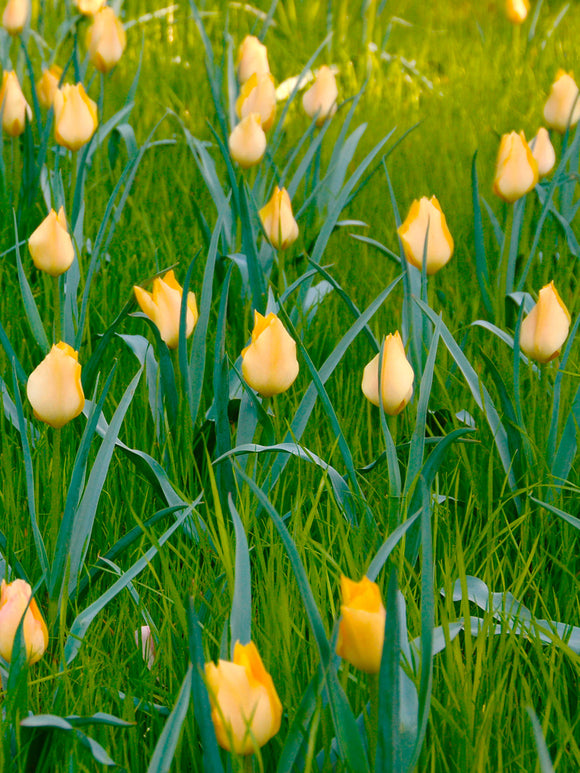 Tulip Bulbs Battalini Bright Gem