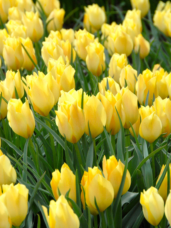 Tulip Bulbs Battalini Bright Gem