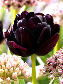 Tulip Black Hero