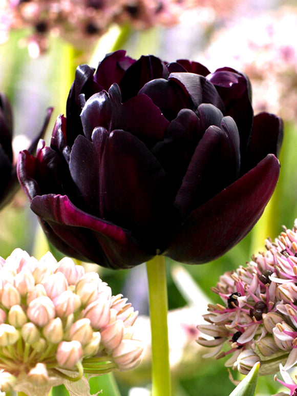 Black Tulips from Holland