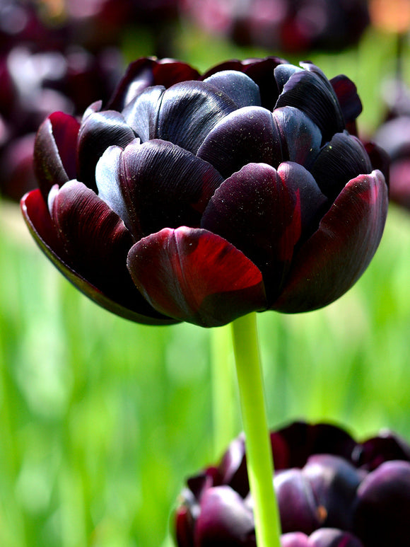 Black Hero Tulip Bulbs UK shipping