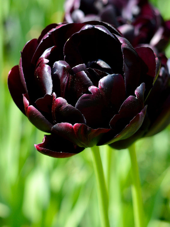 Tulip Bulbs Black Hero