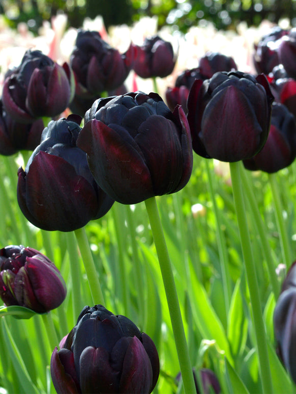 Tulip Bulbs Black Hero