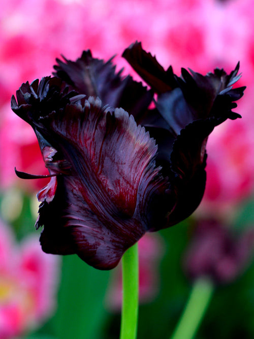 Tulip Black Parrot Bulbs - UK Delivery