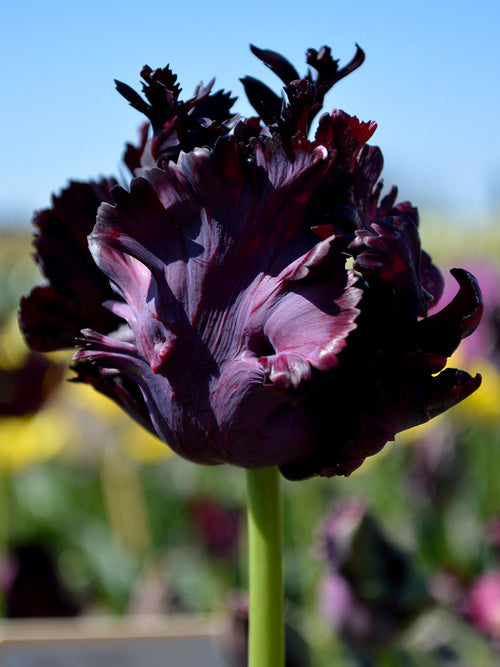 Tulip Black Parrot Bulbs - UK Delivery