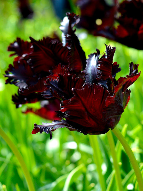 Tulip Bulbs Black Parrot