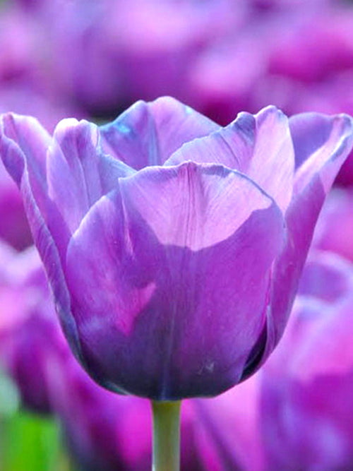 Tulip Bulbs Blue Aimable