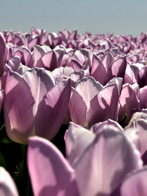 Tulip Bulbs Blue Aimable UK