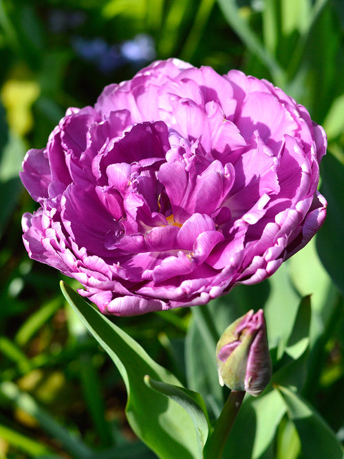 Blue Diamond Tulip Bulbs