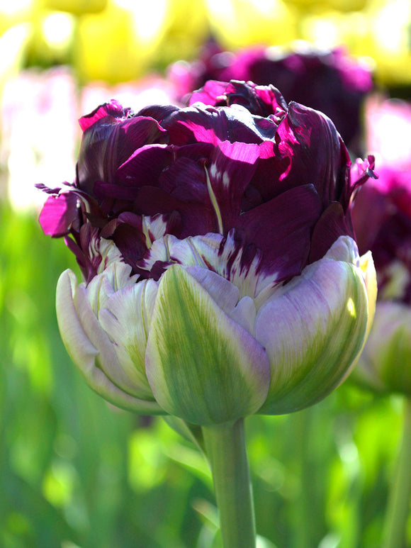 Tulip bulbs Wow