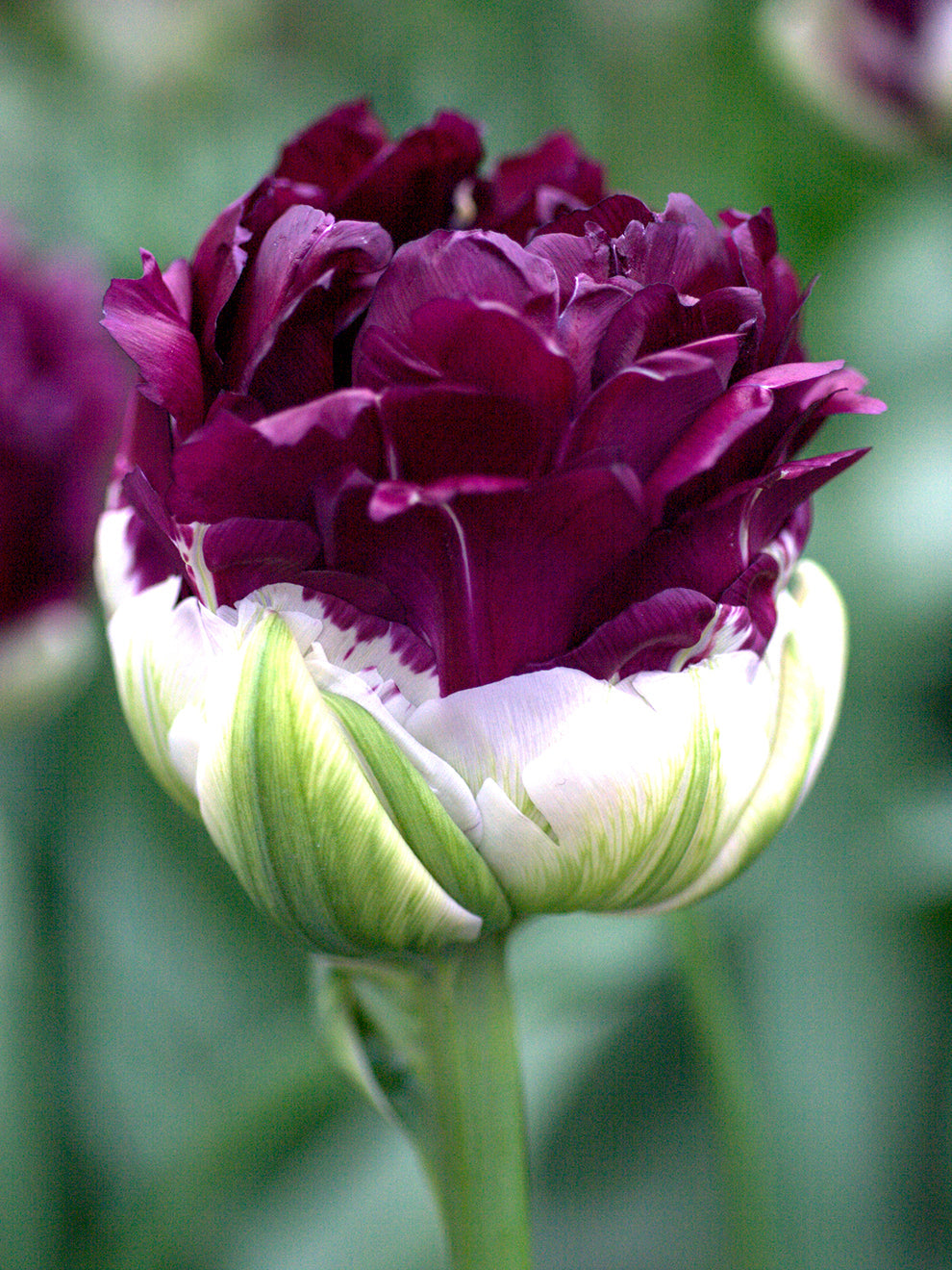 Tulip Bulbs 'Blue Wow' DutchGrown™ UK