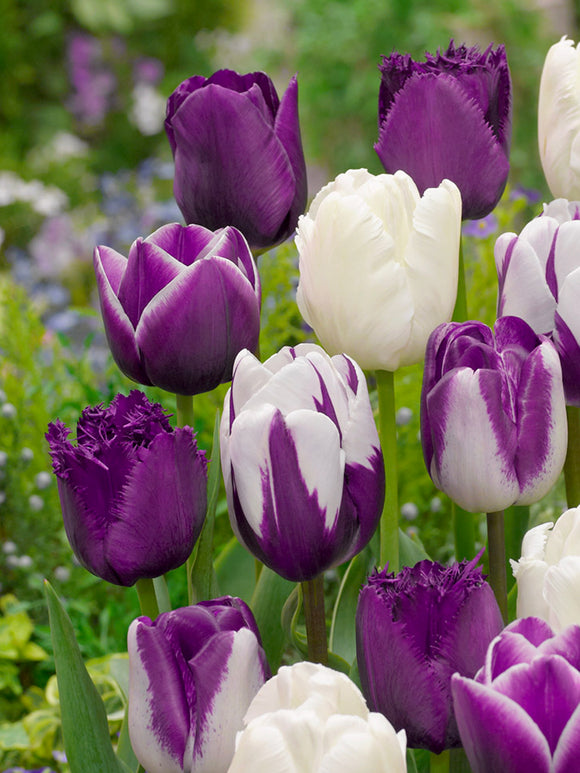 Tulip Blueberry Snow Collection - Mixed Tulip Bulbs for UK Delivery