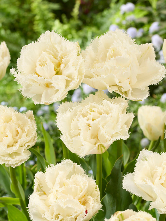Tulip Boot Camp Bulbs