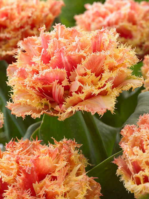 Fringed Double Tulip Bulbs Brisbane