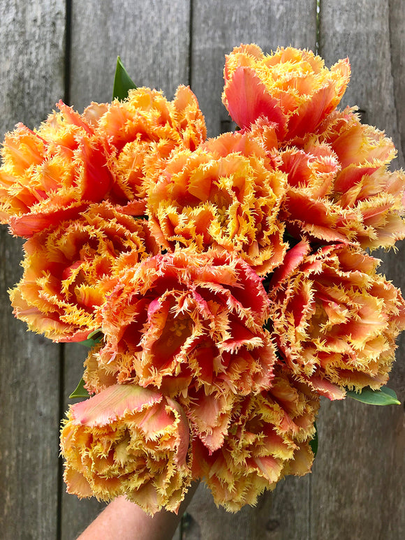 Fringed Double Tulip Bulbs Brisbane