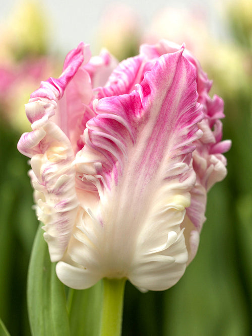 Tulip Bulbs Cabanna Parrot - DutchGrown