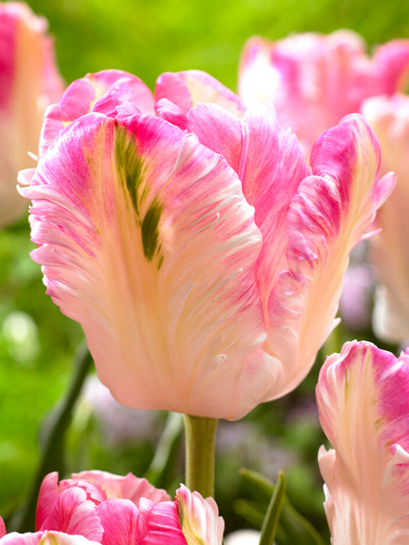 Tulip Bulbs Cabanna Parrot - DutchGrown