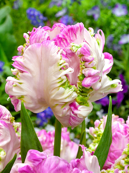 Tulip Bulbs Cabanna Parrot - DutchGrown